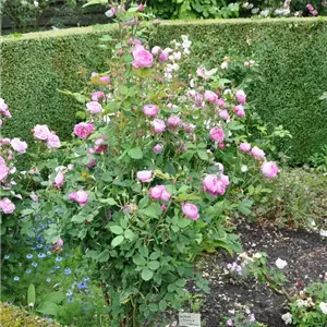 Rosa 'La Reine Victoria' STR IV