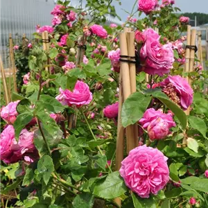 Rosa 'Louise Odier' STR IV