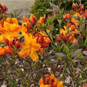 Rhododendron lut.'Klondyke' II