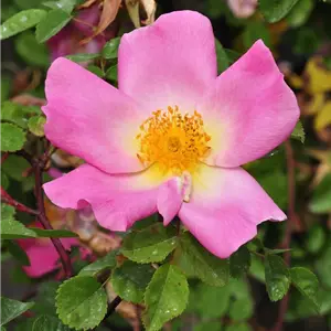Rosa 'Marguerite Hilling' STR III