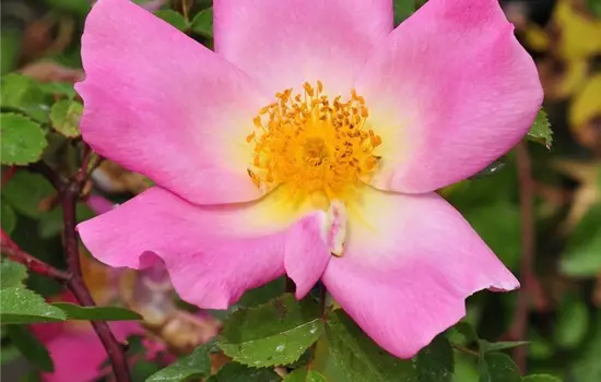 Rosa 'Marguerite Hilling' STR III