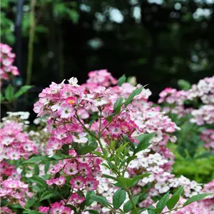 Rosa 'Mozart' STR III