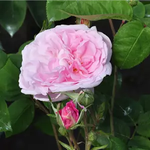 Rosa 'Fantin Latour' STR IV