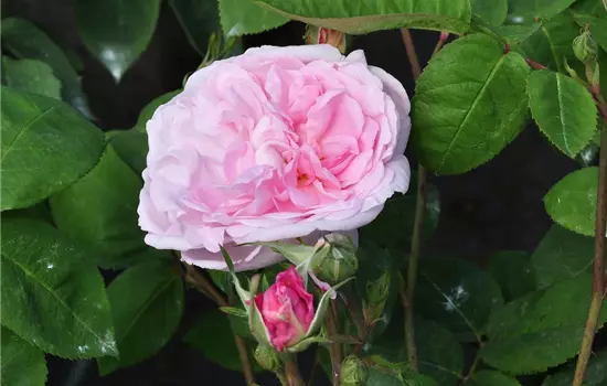 Rosa x centifolia 'Fantin Latour'