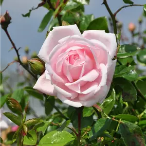 Rosa 'New Dawn' KL IV