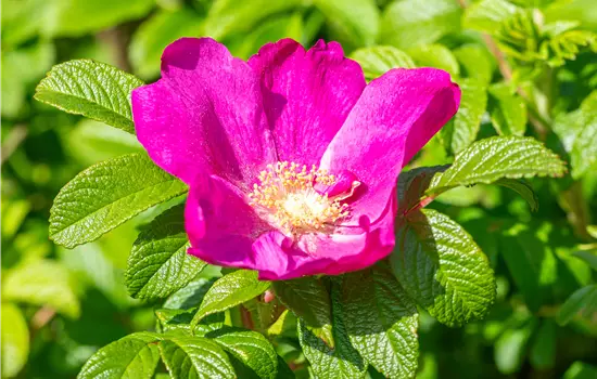 Rosa nitida