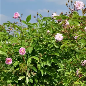 Rosa 'Paul's Himalayan Musk Rambler' KL VI