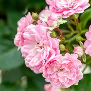 Rosa 'The Fairy' BDR II