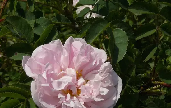 Rosa pimpinellifolia