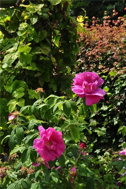 Rosa rugosa