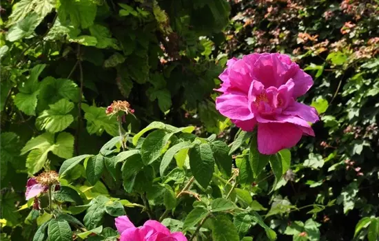 Rosa rugosa