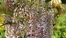 Wisteria floribunda 'Honbeni'