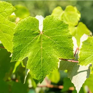 Vitis vinifera 'Muscat Bleu'