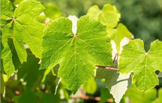 Vitis vinifera 'Muscat Bleu'