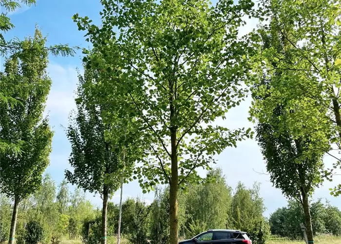 Pflanze des Monats Mai 2026: Liriodendron tulipifera – Amerikanischer Tulpenbaum 