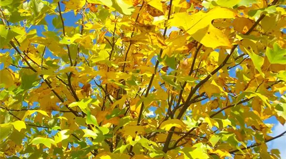 Liriodendron tulipifera Detail (7).JPG
