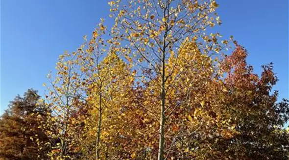 Liriodendron tulipifera Stbu. 200-300 x 500-600 (3).JPG