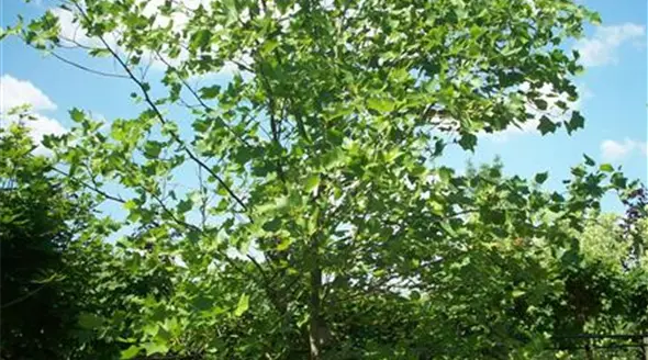 Liriodendron tulipifera 200-300 x 500-600 (5).JPG