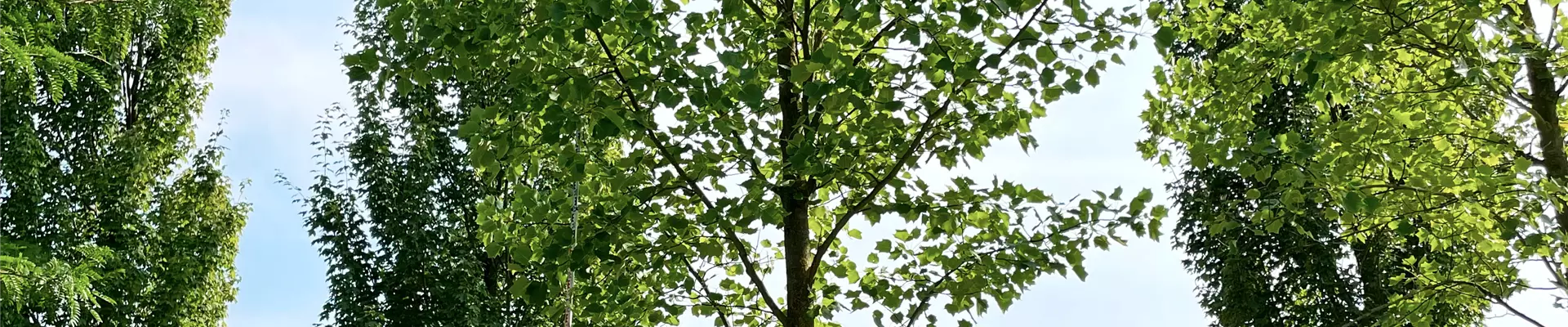 Liriodendron tulipifera 60-70 (1).JPG