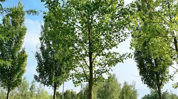 Liriodendron tulipifera 60-70 (1).JPG