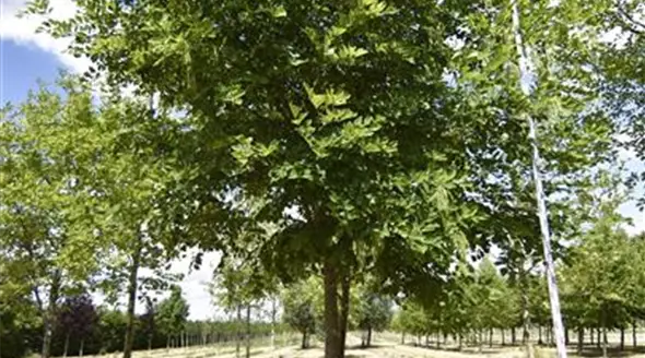 Cladrastris lutea 30-35 (1).JPG