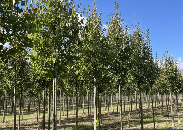 Pflanze des Monats Juli 2026: Tilia mongolica 'Buda' – Mongolische Linde