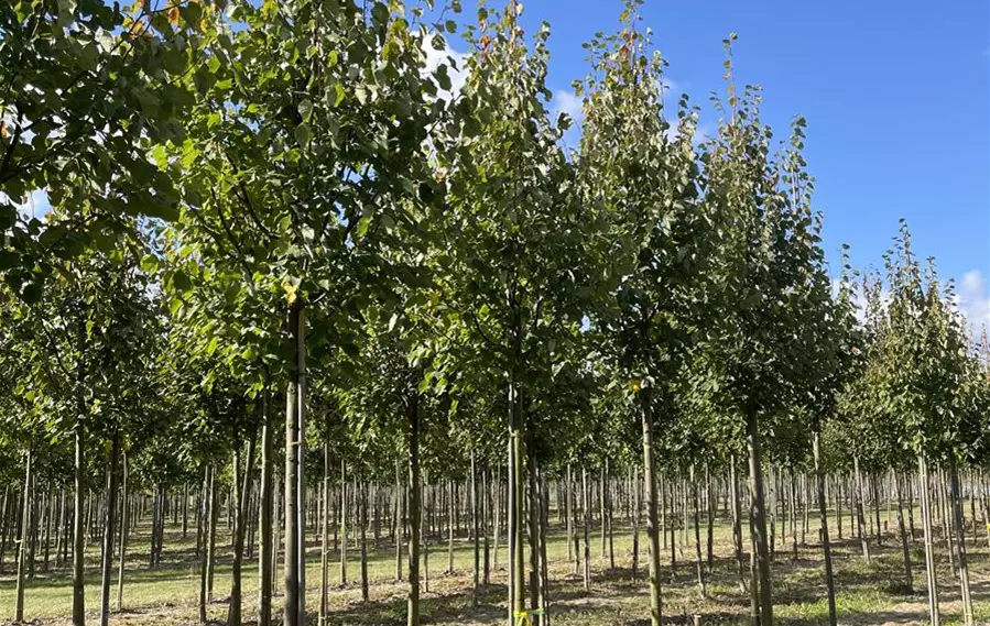 Tilia mongolica Buda 16-18-20 (2).JPG