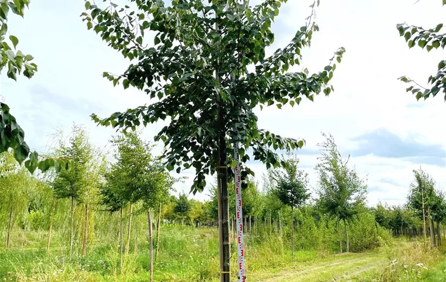 Tilia mongolica Buda 18-20 (2).jpeg