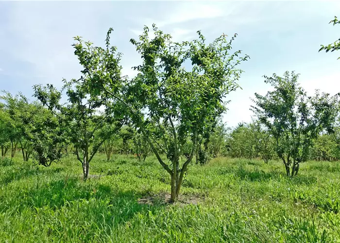 Pflanze des Monats September 2026: Mespilus germanica – Mispel