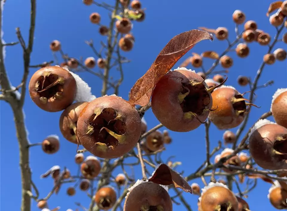 Mespilus germanica Detail (7).JPG