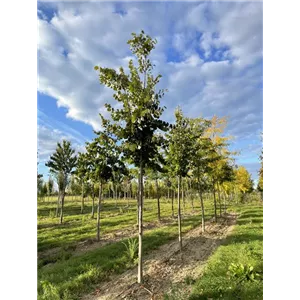 Tilia tomentosa 'Sisi'