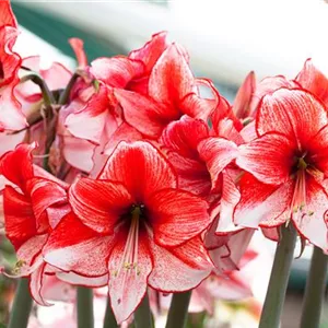 Amaryllis – pflanzen und pflegen im Haus Amaryllis – pflanzen und pflegen im Haus