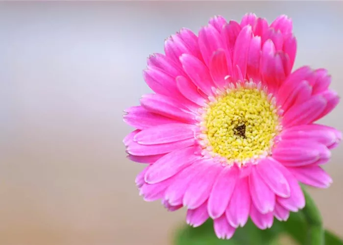 Gerbera - Planting in the garden