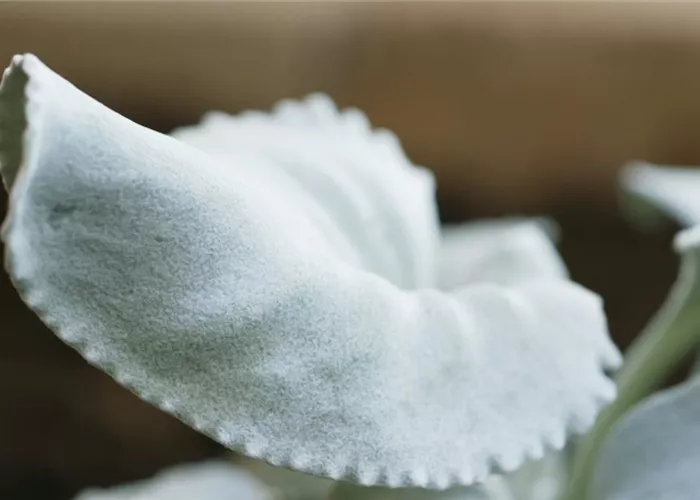 Silverleaf (Senecio) - Planting in the garden Silverleaf (Senecio) - Planting in the garden