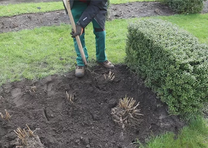 Dahlias - Planting in the garden