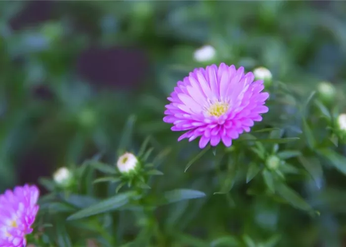 Smooth-leaf aster - planting in the garden