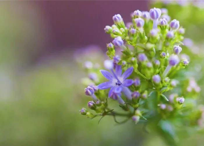 Blue throat herb - planting in the garden
