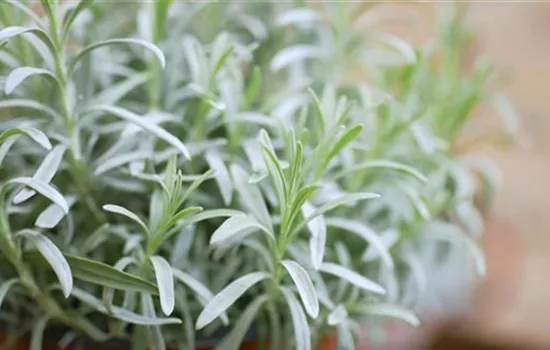 Lavender - Repotting Lavender - Repotting