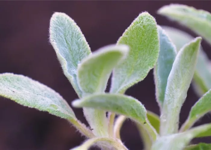 Wooly cicely - planting in the garden Wooly cicely - planting in the garden