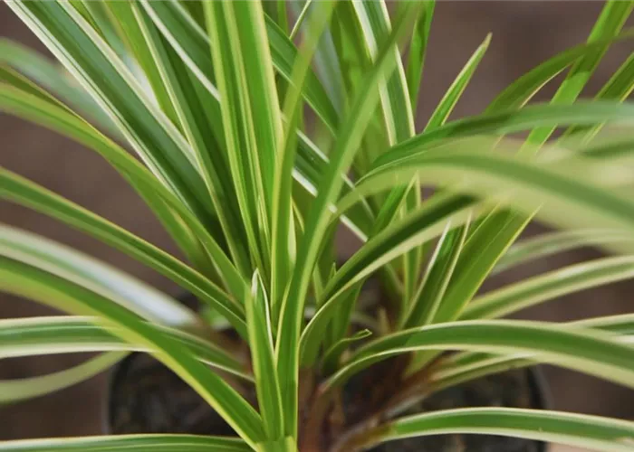 Japanese sedge - planting in the garden Japanese sedge - planting in the garden