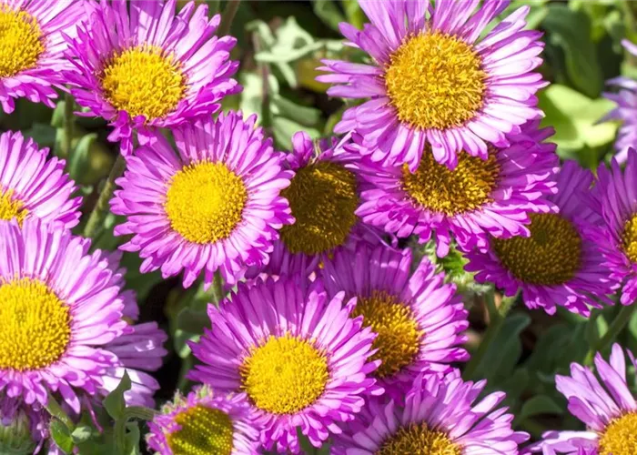 Feinstrahl - Planting in the garden Feinstrahl - Planting in the garden