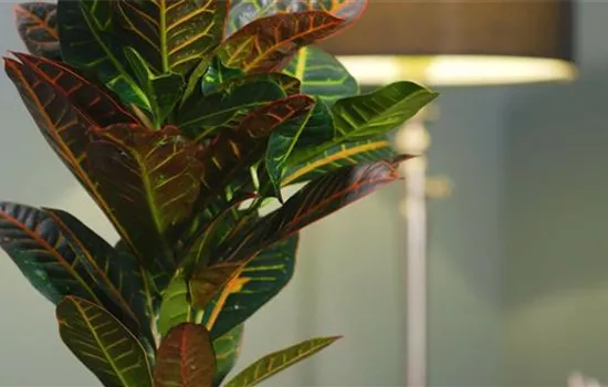 Houseplant portrait - Wonder shrub