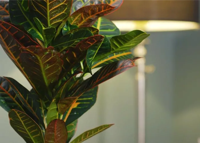 Houseplant portrait - Wonder shrub