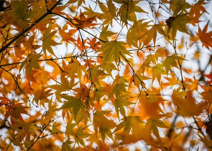 Climate-Resilient Climate-Resilient