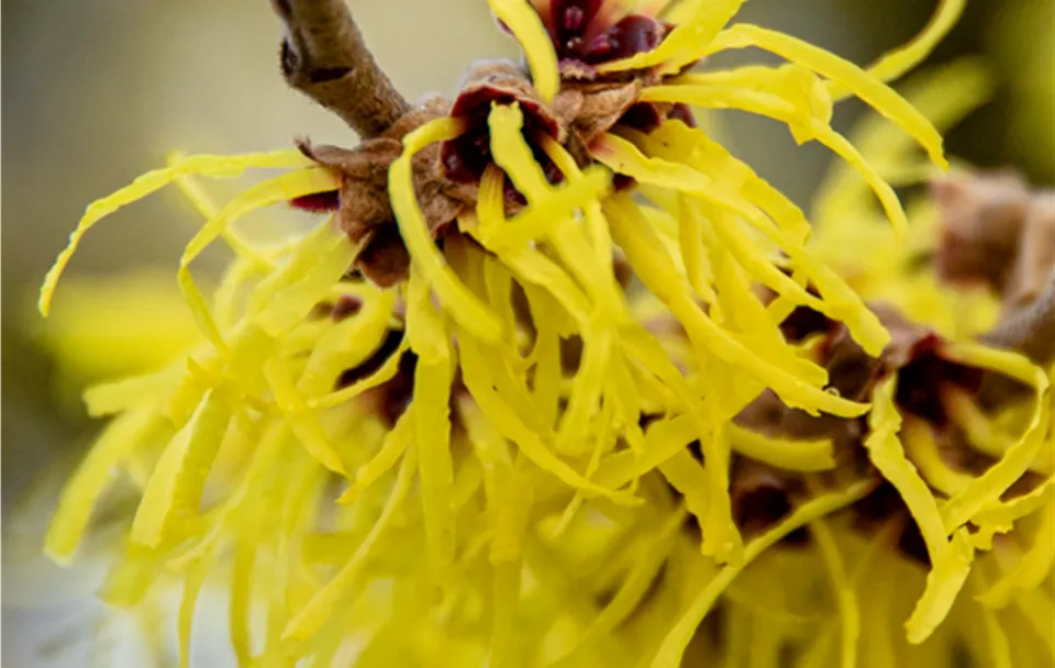 01_23_Hamamelis_Text3.png