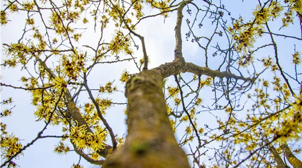 01_23_Hamamelis_Text1.jpg