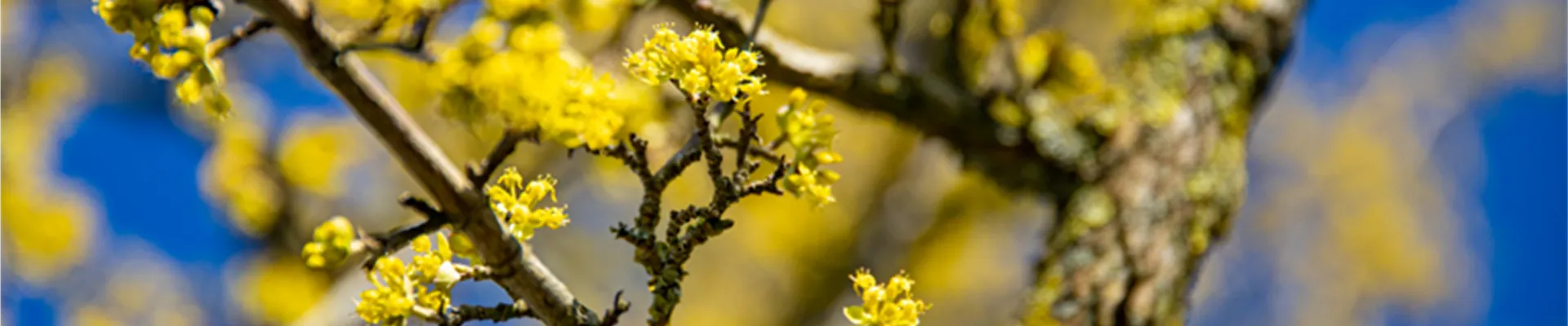 03_23_Cornusmas_Liste.jpg
