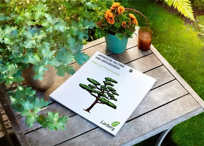 Bonsai – Pflanz- und Pflegeanleitung (PDF) Bonsai – Pflanz- und Pflegeanleitung (PDF)