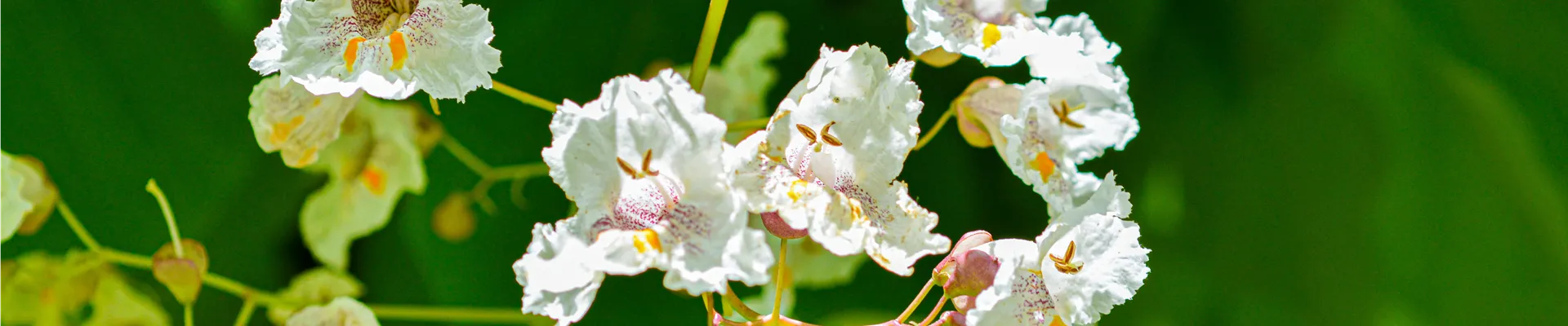 Catalpa-Bignonioides-4.jpg