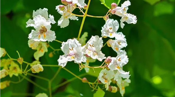 Catalpa-Bignonioides-4.jpg